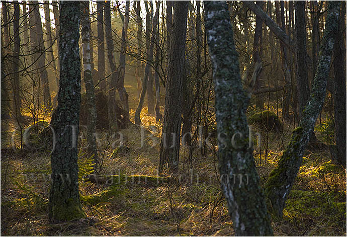 Morgonskog - foto av Eva Bucksch
